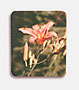 <strong>Daylily Photo Pin</strong>